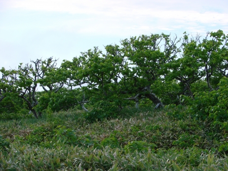 The island Urup, Russia, on July, 4th, 2007, a dwarfish birch and an undersized bamboo cover all island の写真素材