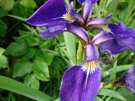 On July, 26th, 2007, island Urup, Russia, iris  flowering の写真素材
