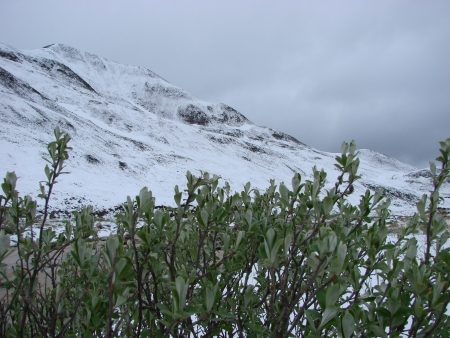 Russia  Cold summer  Month July on Chukotkaの写真素材