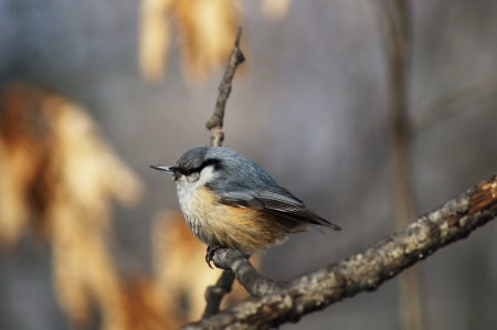Sparrow on a branchの写真素材