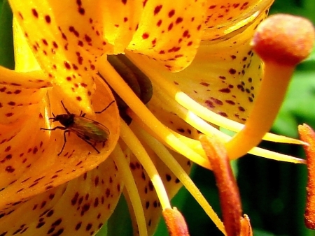 2007 on July, 17th, Russia, vegetation and island Urup flowersの写真素材