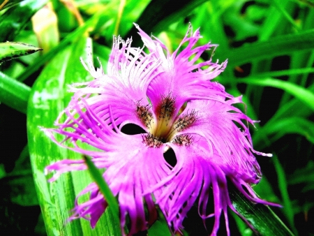 2007 on August, 02nd, Russia, vegetation and island Urup flowers                  の写真素材