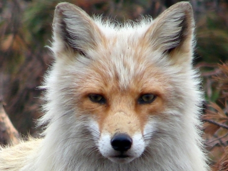 2007 on July, 04th Russia island Urup, old grey-haired foxesの写真素材