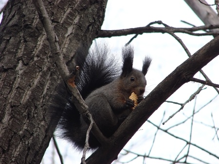  the squirrel on a branchの写真素材