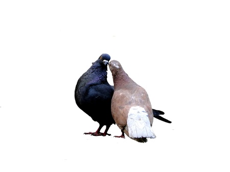   kissing pigeonsの写真素材