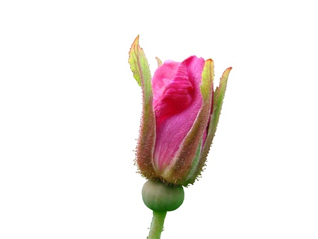   Urup flowersの写真素材