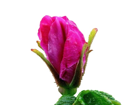  Urup flowers                           の写真素材