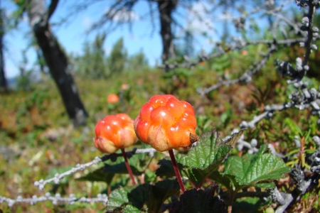 Chukotka Autonomous Okrug  Northern berry の写真素材