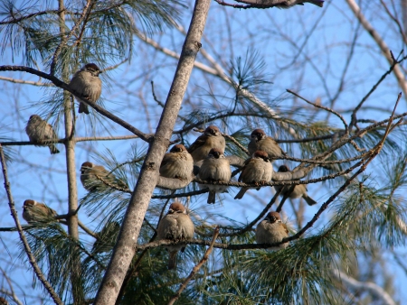 park  Sparrows on branches の写真素材