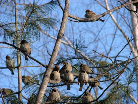 park  Sparrows on branches の写真素材