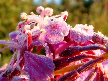2011 on August, 05th  Russia, Chukchi Autonomous Region  Summer morning of Chukotka, hoarfrost の写真素材
