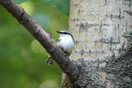 The Far East bullfinch sits on a poplar branch の写真素材
