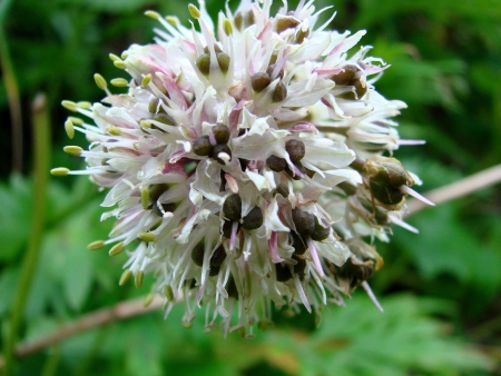 Russia  Vegetation and flowers island Urup  の写真素材