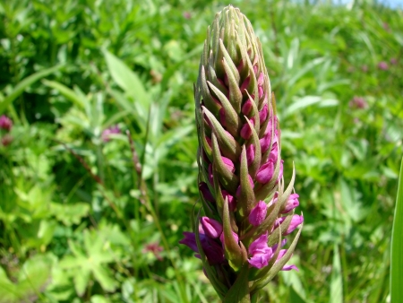 Vegetation and flowers island Urup  の写真素材
