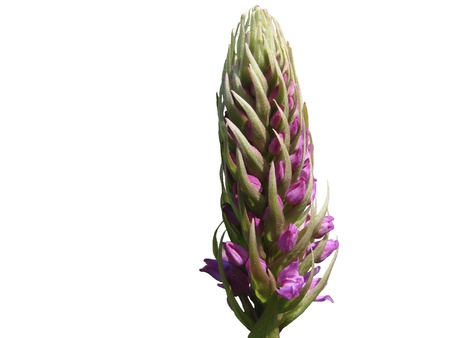 2007 on July, 17th  Russia  Vegetation and flowers island Urup  の写真素材