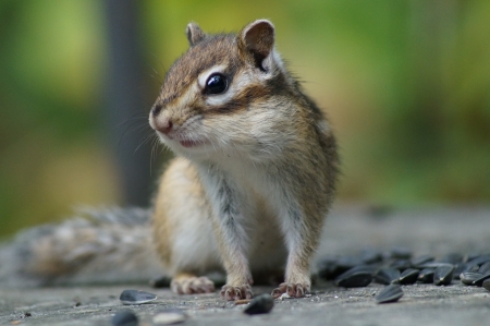 chipmunkの写真素材