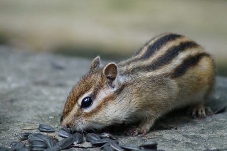 chipmunkの写真素材