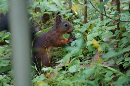 squirrelの写真素材