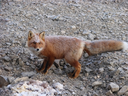 2009 on April, 21st  Russia, Chukchi autonomous region  The red fox walks on mountain tundra の写真素材