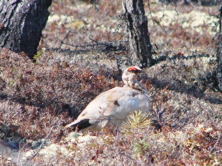 2011 on June, 10th  Russia, Chukchi autonomous region  A snow partridge on walk の写真素材