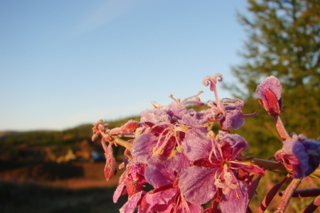 2011 on August, 05th  Russia, Chukchi autonomous region  The rising, the first beams of the sun, frosty morning の写真素材