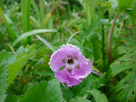 Urup flowers の写真素材