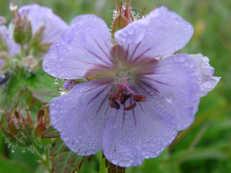 2007 on August, 02nd  Russia, Kuriles  Vegetation and island Urup flowers の写真素材