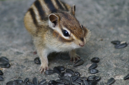 The chipmunk with food stocksの写真素材