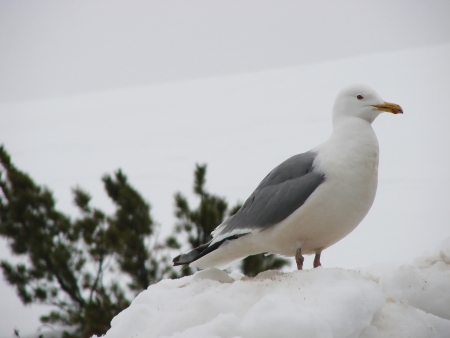 On June, 02nd, 2011  Russia, Chukchi autonomous region  A seagull on snow の写真素材