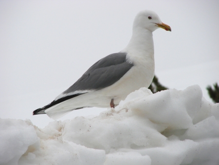 On June, 02nd, 2011  Russia, Chukchi autonomous region  A seagull on snow の写真素材