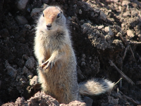 On May, 27th, 2011  Russia, Chukchi autonomous region  Evrazhka  The first days after hibernation の写真素材