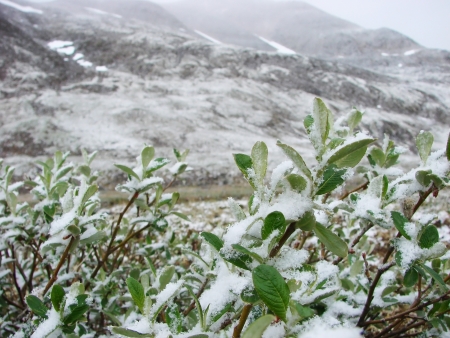 On July, 12th, 2007  Russia, Chukchi Autonomous region  Snow summer of mountain tundra の写真素材