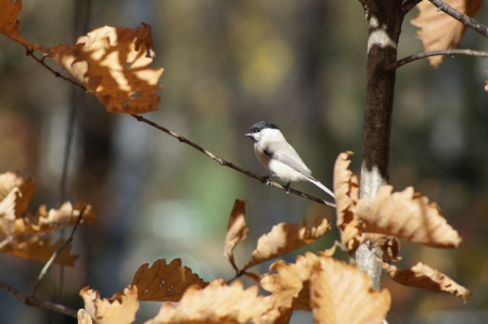 2013 10 06  Russia  Khabarovsk, park  The bird sits on a branch of an oak and is heated in beams of the autumn sun の写真素材