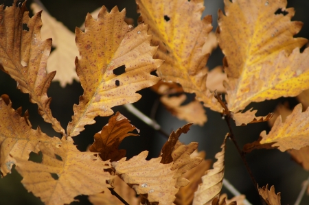 2013 10 06  Russia  Khabarovsk, park  Far East autumn  Oak leaves の写真素材