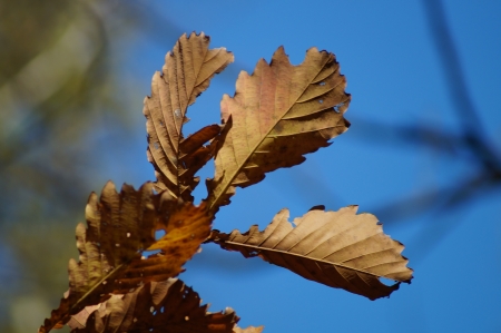 2013 10 06  Russia  Khabarovsk, park  Far East autumn  Oak leaves の写真素材