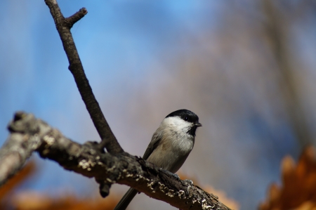 2013 10 06  Russia  Khabarovsk, park  The bird sits on a branch of an oak and is heated in beams of the autumn sun の写真素材