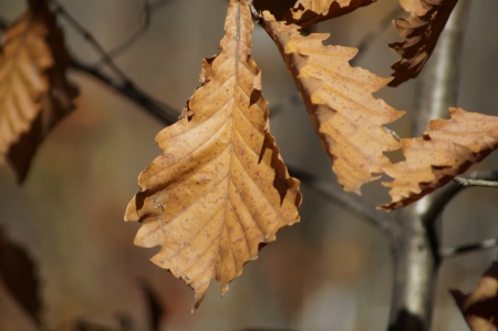 2013 10 06  Russia  Khabarovsk, park  Far East autumn  Oak leaves の写真素材