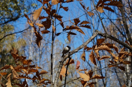 2013 10 06  Russia  Khabarovsk, park  The bird sits on a branch of an oak and is heated in beams of the autumn sun の写真素材