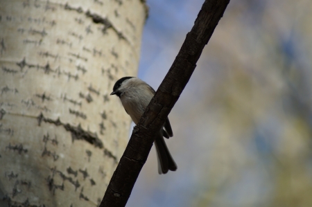 2013 10 06  Russia  Khabarovsk, park  The bird sits on a branch of an poplar and is heated in beams of the autumn sun の写真素材