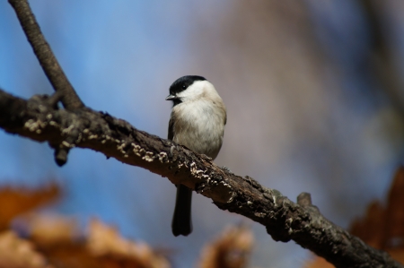 2013 10 06  Russia  Khabarovsk, park  The bird sits on a branch of an oak and is heated in beams of the autumn sun の写真素材