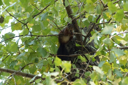 2013 09 28  Russia  Khabarovsk, park  The squirrel hides on a tree の写真素材