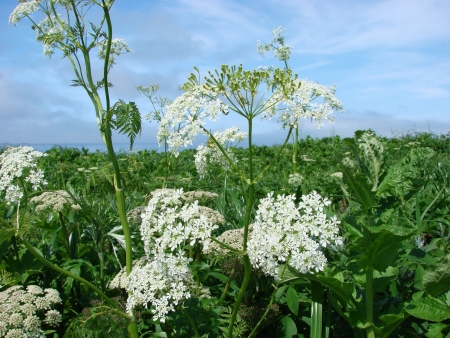 2007 on June, 26th  Russia  Vegetation and island Urup flowers
