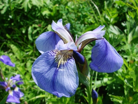 On July, 17th, 2007   Russia, island Urup  Iris flowering の写真素材
