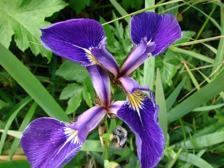 2007 07 26   Russia, island Urup  Iris flowering の写真素材