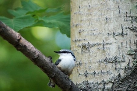 2013 08 03  Russia, Khabarovsk, park  The Far East bullfinch sits on a poplar branch                                の写真素材