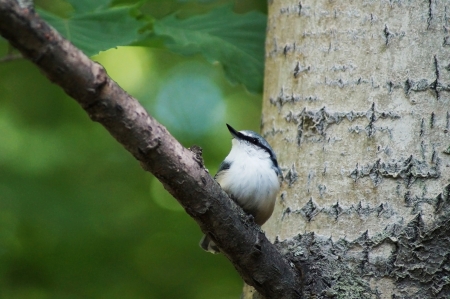 2013 08 03  Russia, Khabarovsk, park  The Far East bullfinch sits on a poplar branch                                の写真素材