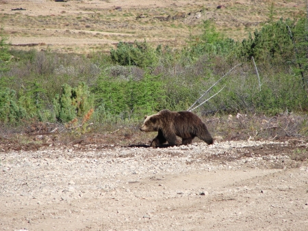 Russia, Chukchi autonomous region  The brown bear examines the territory の写真素材
