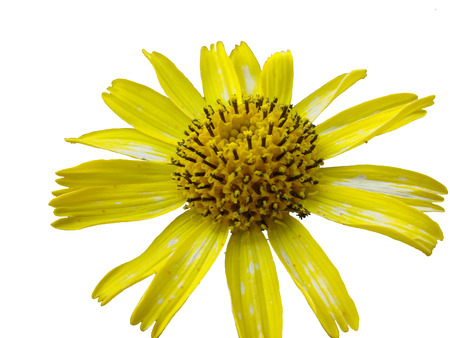 Russia  Vegetation and island Urup flowers  Flower on a white background の写真素材