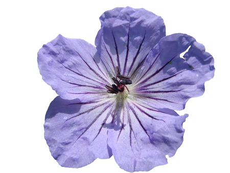 Russia, Far East  Vegetation and island Urup flowers  Flower on a white background の写真素材