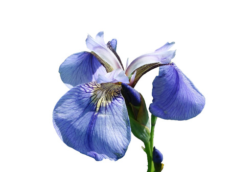 Russia, Far East  Vegetation and island Urup flowers  Flower on a white background の写真素材